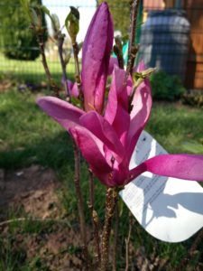 Magnolia liliiflora 'Susan'