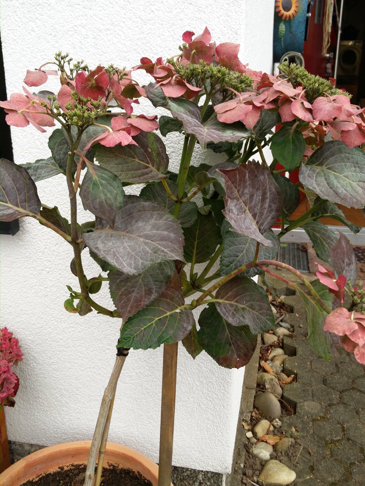 Hortensien überwintern Blumen und Sträucher