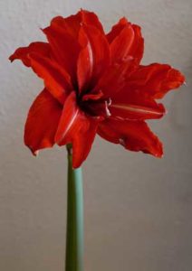 Amaryllis (Hippeastrum)