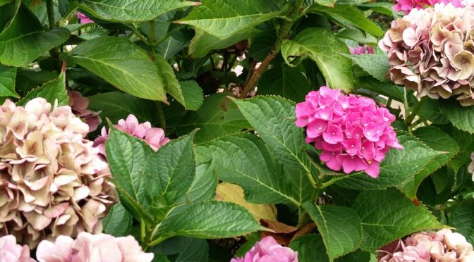 51+ Hortensien Überwintern Garten, Wir zeigen dir, wie du sie bei