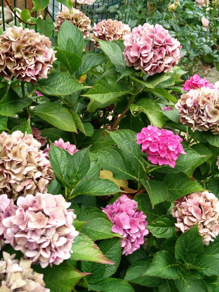 Hortensien überwintern Blumen und Sträucher