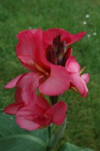 Canna Indica