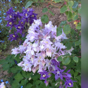 Akeleien (Aquilegia)