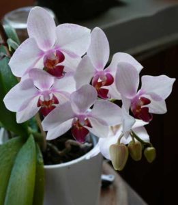 Phalaenopsis