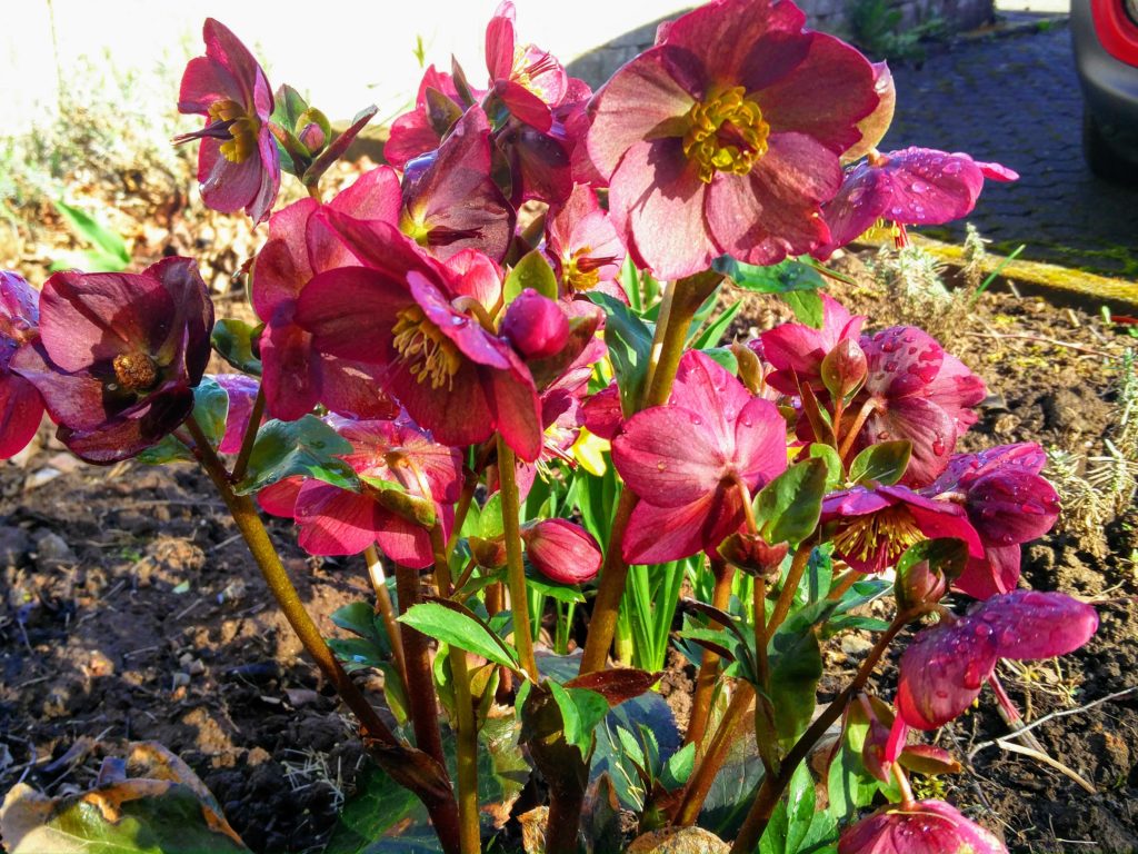 Lenzrosen Helleborus Arten Blumen und Sträucher