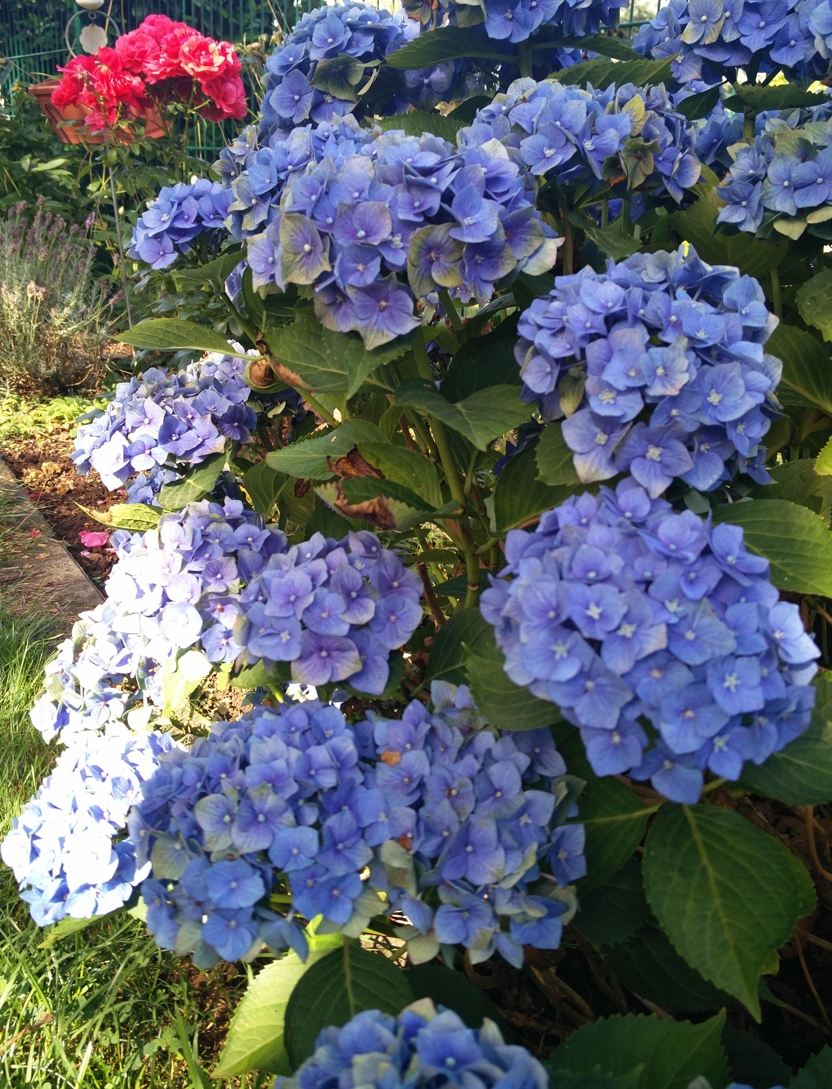 blaue Hortensie