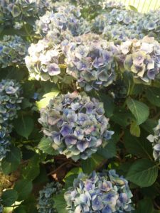 blaue Hortensie