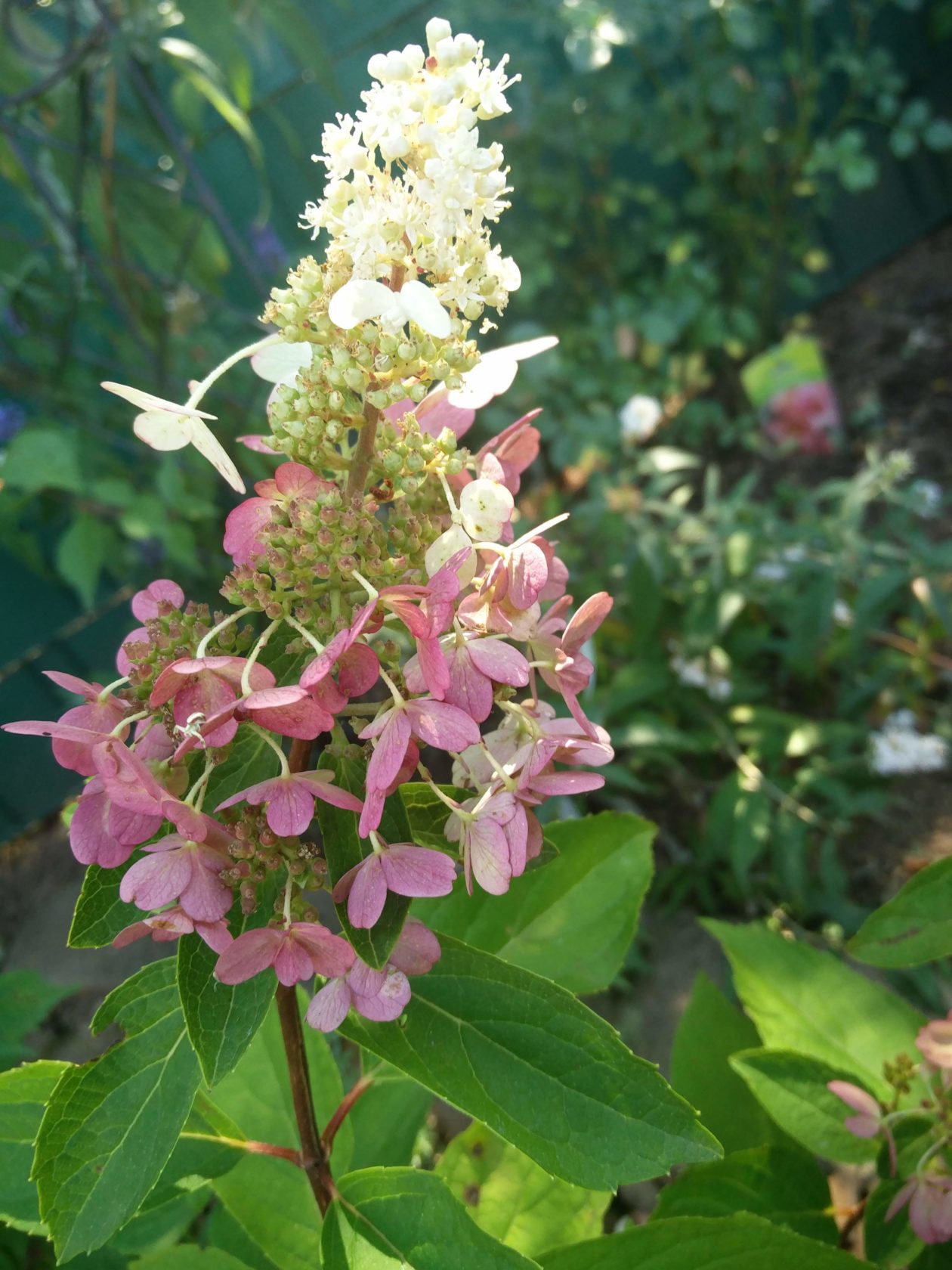 Hortensien Krankheiten und Schädlinge Blumen und Sträucher