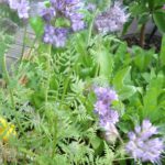 Phacelia