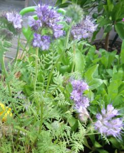 Phacelia