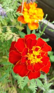 Tagetes