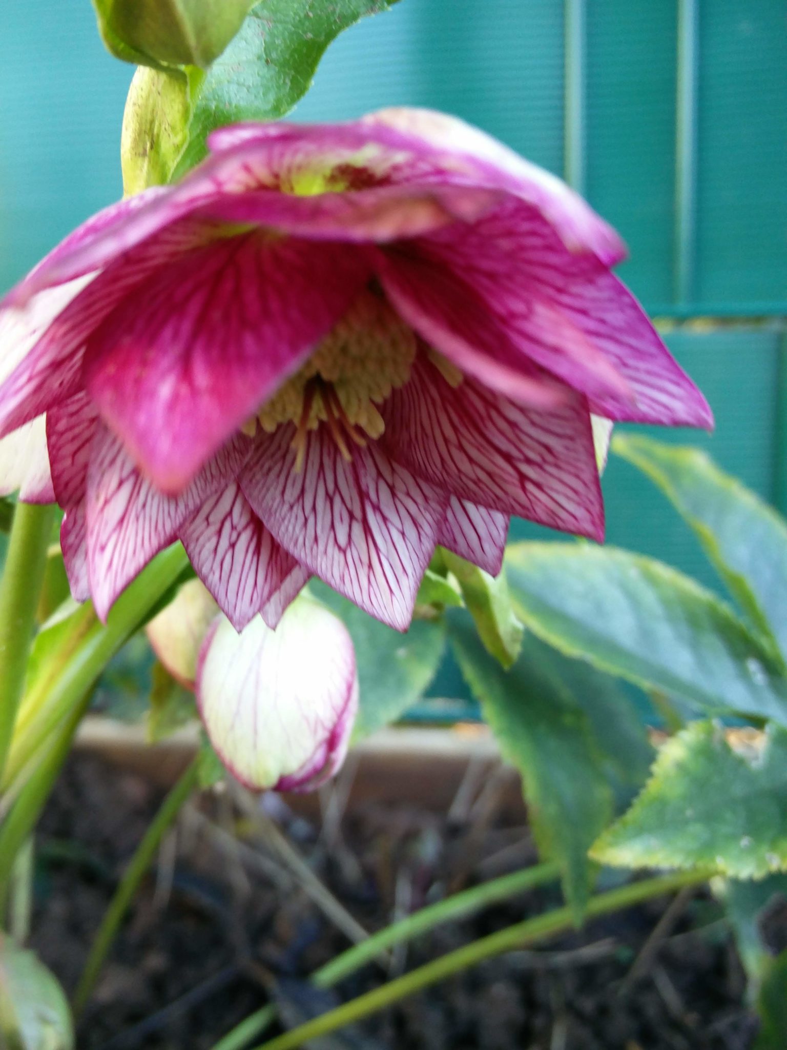 Februar Blumen und Sträucher