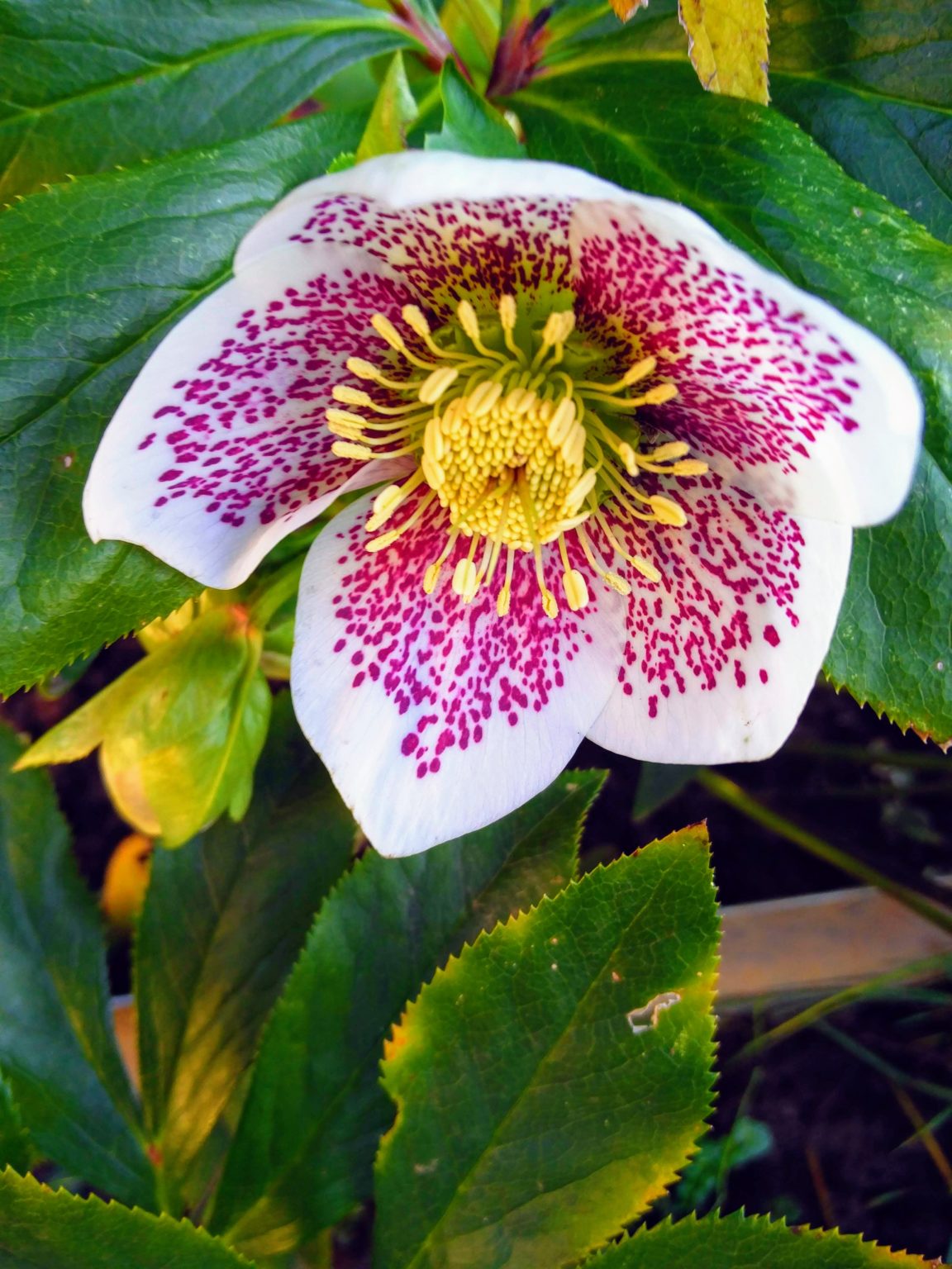 Februar Blumen und Sträucher