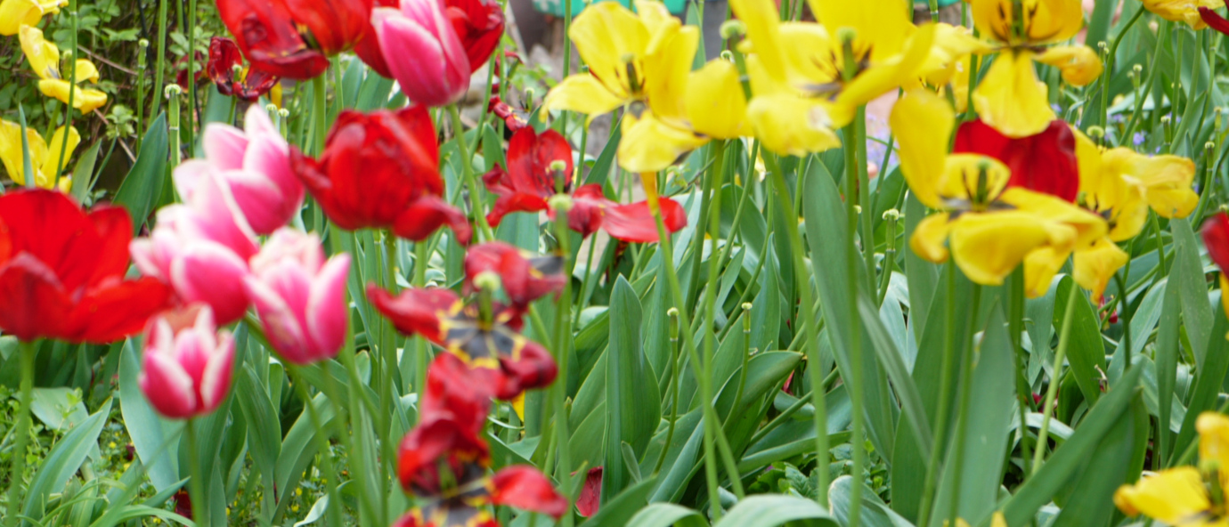 Frühlingsgarten