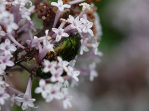 Rosenkäfer im Flieder