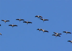 Flug der Kraniche